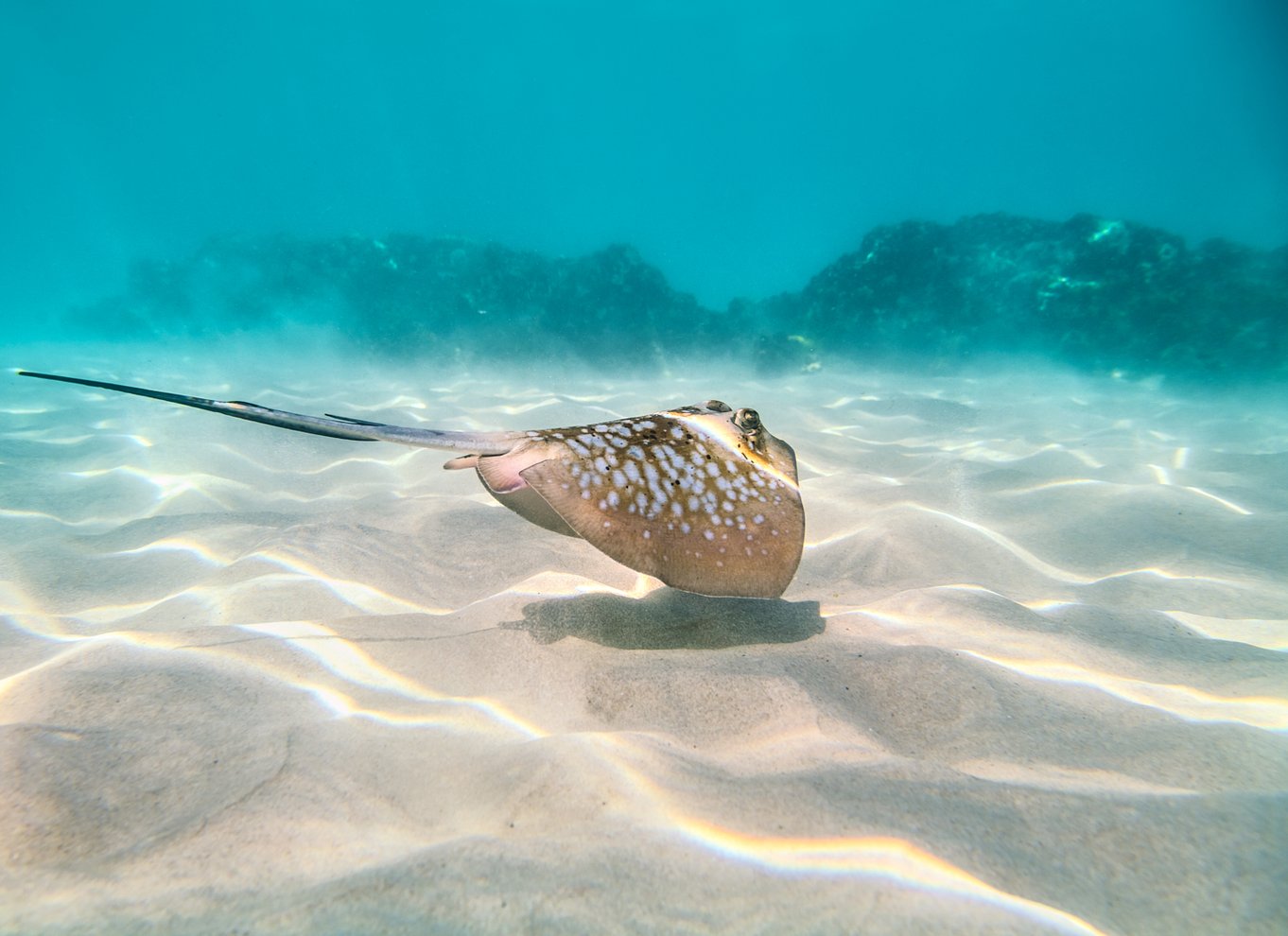 Cairns: Ydre og Coral Cay Snorkel- og dykkerkrydstogt