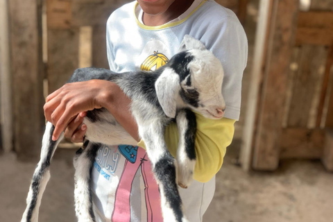 Boavista: Tradycyjna i lokalna wycieczka