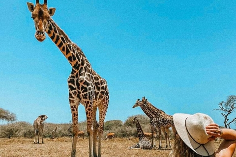 Mombasa : Promenade guidée au milieu des girafes dans le parc Haller.