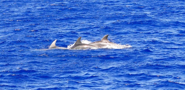Visit Mallorca 3-Hour Afternoon Dolphin Watching Boat Tour in Palma de Mallorca, Spain