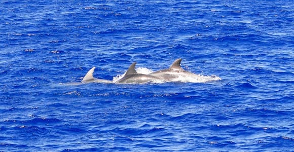 Santa Ponsa: Delfinbeobachtungstour