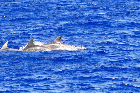 Maiorca: tour pomeridiano di 3 ore in barca per l&#039;avvistamento dei delfiniPunto d&#039;incontro a Peguera