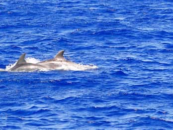 Mallorca: 3-Hour Afternoon Dolphin Watching Boat Tour
