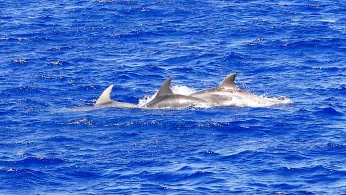 Mallorca: tour en barco de 3 horas por la tarde para avistar delfines