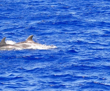Mallorca: 3-Hour Afternoon Dolphin Watching Boat Tour