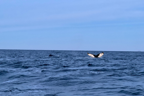 Vardø: Whales and Seabird RIB tour of Varanger