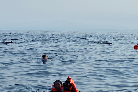 Puerto Escondido: Bootstour zu Delfinen und MeerestierenPrivate Tour