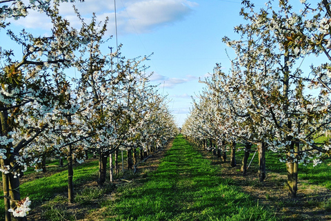 La campagne hambourgeoise - Altes Land