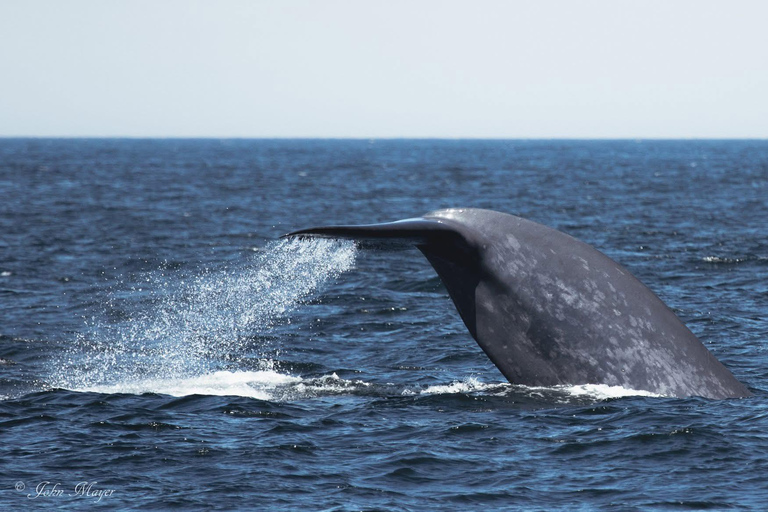 San Diego Bay: Year-round Whale Watching and Dolphin Tour