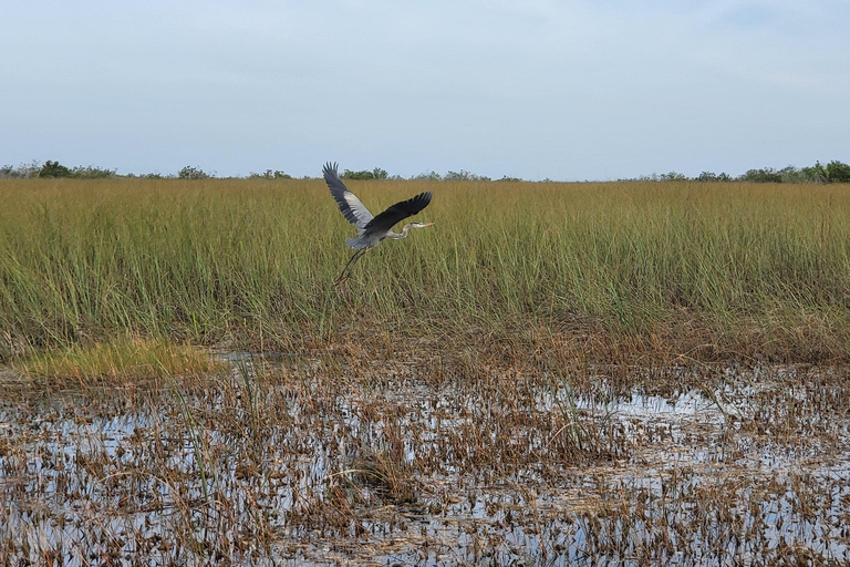 Everglades: tour en barco con transporte y entrada incluidos