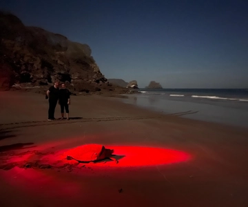 Tamarindo: Turtle Watching Night Tour with Expert Naturalist
