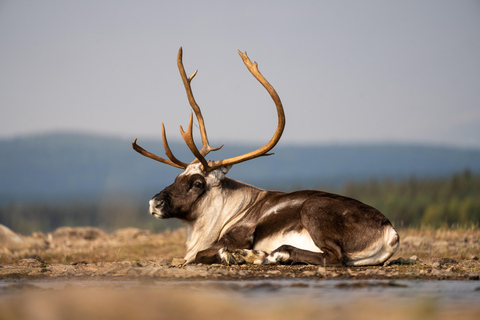 Kiruna: vista dall&#039;alto dell&#039;Artico sotto il sole di mezzanotteKiruna: panorami del vertice artico sotto il sole di mezzanotte