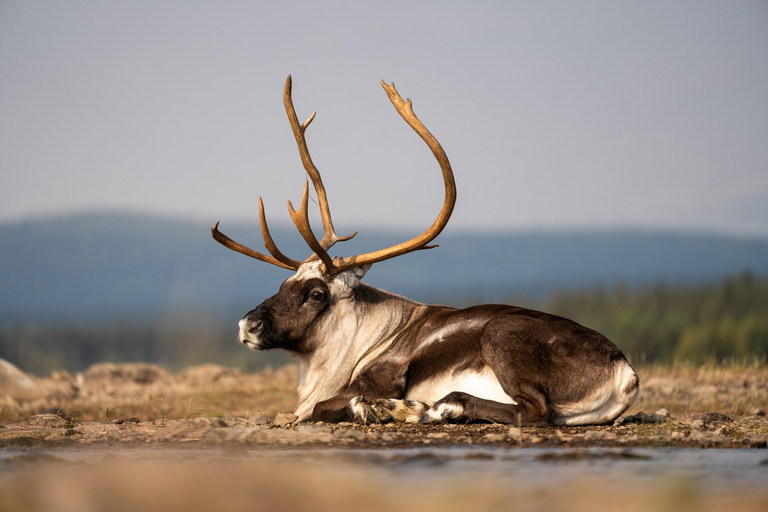 Kiruna: vista dall&#039;alto dell&#039;Artico sotto il sole di mezzanotteKiruna: panorami del vertice artico sotto il sole di mezzanotte
