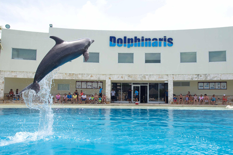 CANCUN:Dolphin Diamond Experience with Buffet and Water Park