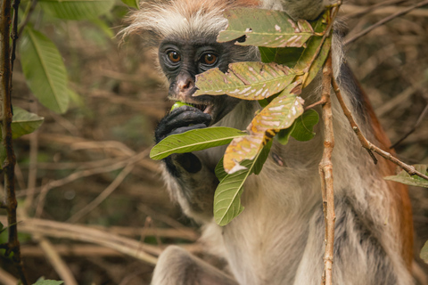 Jozani Forest Monkeys & Salaam Cave Turtles with Lunch