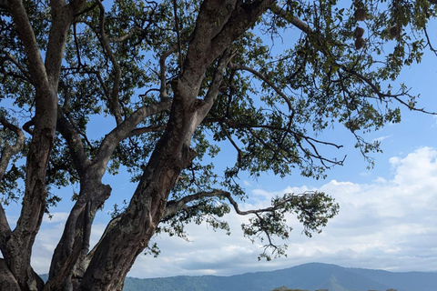 Viagem de 1 dia para a cratera de NgorongoroViagem de 1 dia à Cratera de Ngorongoro