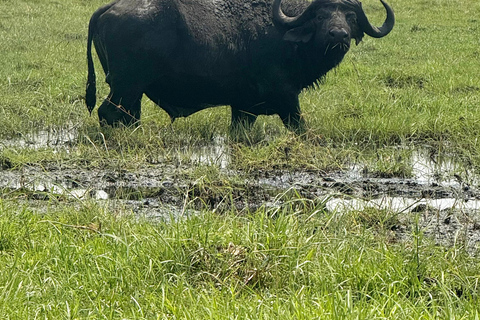 From Livingstone: Luxury Full‑Day Chobe Safari