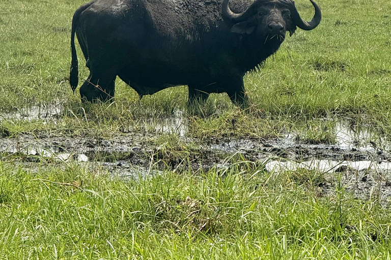 From Livingstone: Luxury Full‑Day Chobe Safari