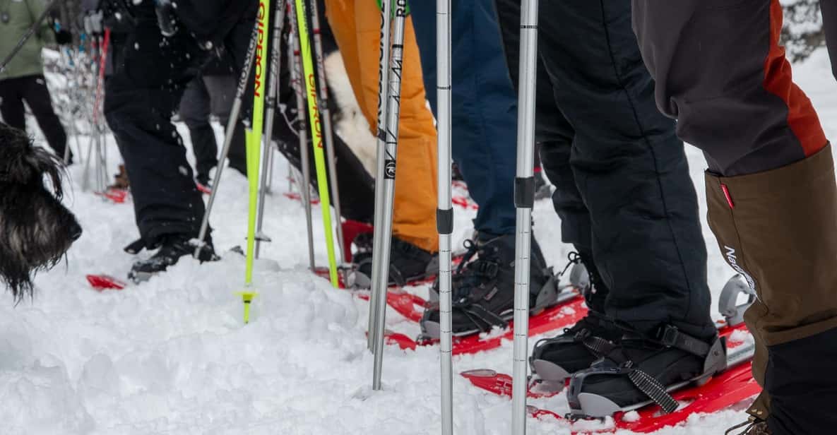 Afbeelding 3 van Nationaal park Sila: sneeuwschoenwandeling met gids voor gezinnen.