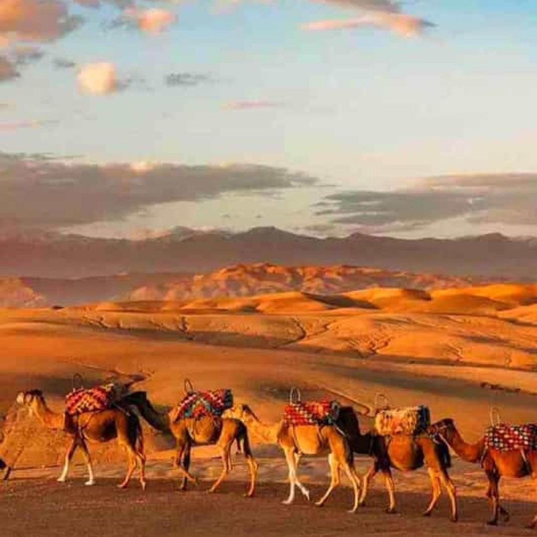 DÎNER DANS LE DÉSERT D'AGAFAY SOUS LES ÉTOILES AVEC SPECTACLE ET CHAMEAUX - dromadaire