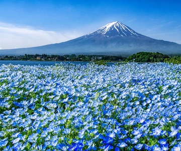 From Tokyo: Private Mount Fuji Day Trip by Car
