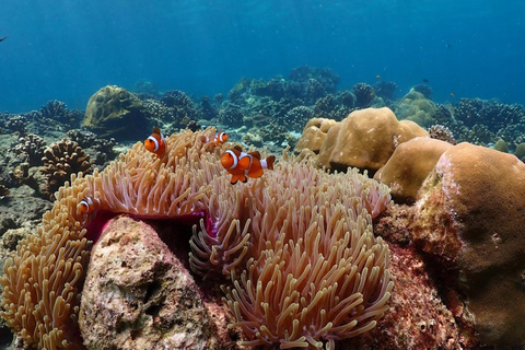 Phuket: Phi Phi, Maya & Khai Islands Tour with Private Pier