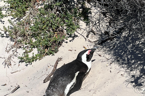 A melhor experiência no Cabo da Boa Esperança