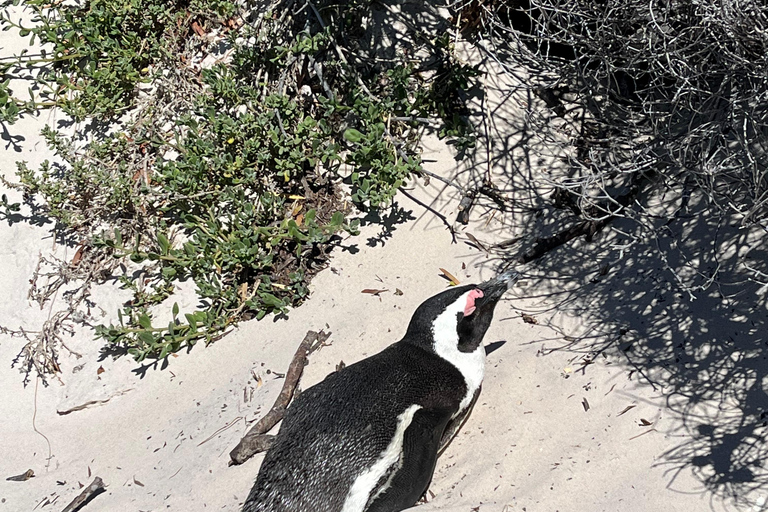 A melhor experiência no Cabo da Boa Esperança