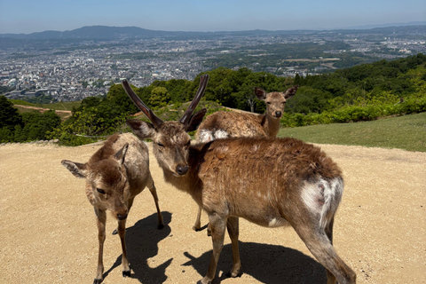 Nara Guided Walking Tour from Kyoto
