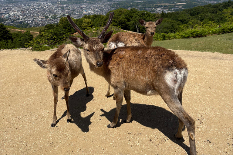 Nara Guided Walking Tour from Kyoto