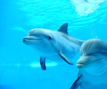 Marsa Alam: Sataya Reef Dolphin House Schnorcheln Bootsfahrt