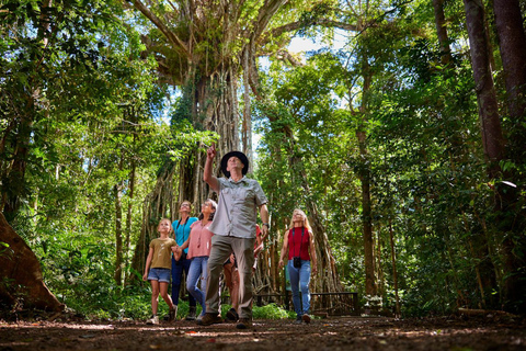 From Cairns: Rainforest & Nocturnal Wildlife Tour Tour from Central Cairns