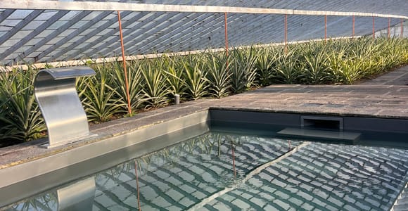 Ponta Delgada: Greenhouse Hot Tube with Pineapple Tour