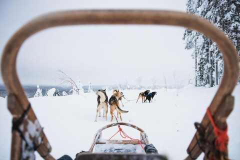 Rovaniemi: Arctic Circle Long Trail Husky AdventureRovaniemi: Polarkreis Long Trail Husky-Abenteuer