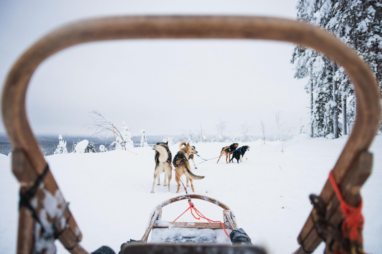 Rovaniemi: Aventura con huskies por la Ruta Larga del Círculo Polar Ártico