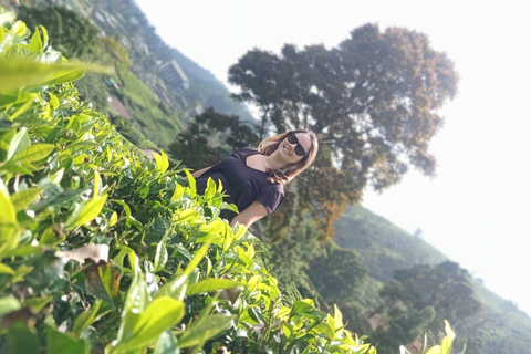 Ambewela to Kandy Tuk-Tuk Transfer via Nuwara Eliya