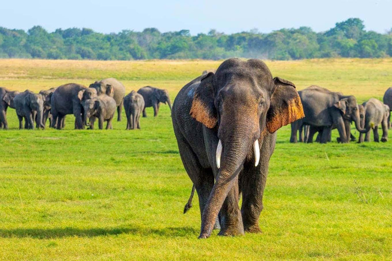 Minneriya Safari from Sigiriya Eco Jeep Adventure