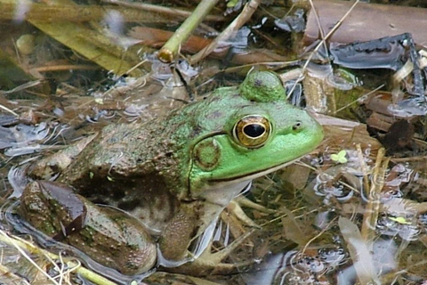 New Orleans: Honey Island Swamp Boat Tour with a Guide Tour with Meeting Point