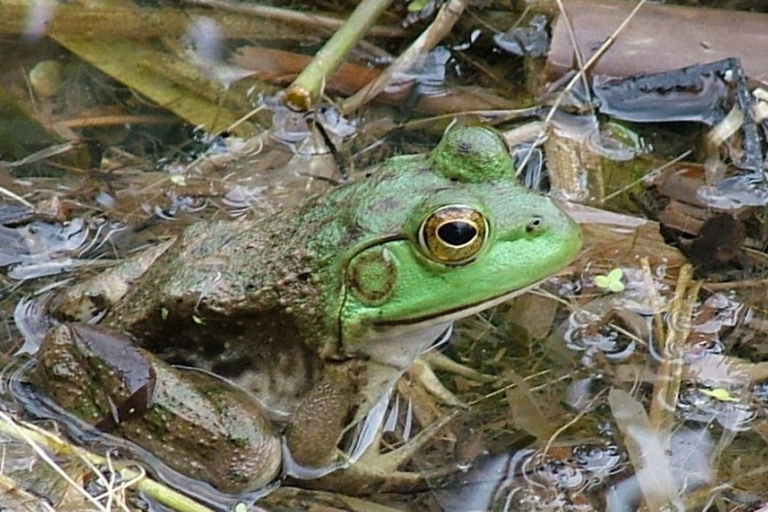 New Orleans: Honey Island Swamp Boat Tour with a Guide Tour with Meeting Point