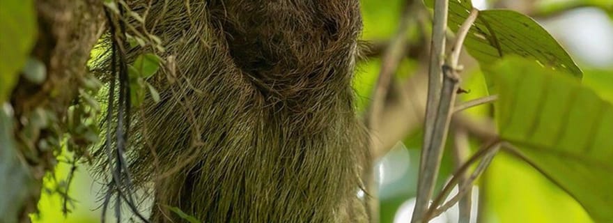 Costa Rica : Visite privée d'une heure pour observer les paresseux dans la forêt tropicale