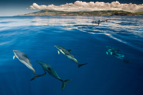 Nager avec les dauphins sur l&#039;île de Terceira