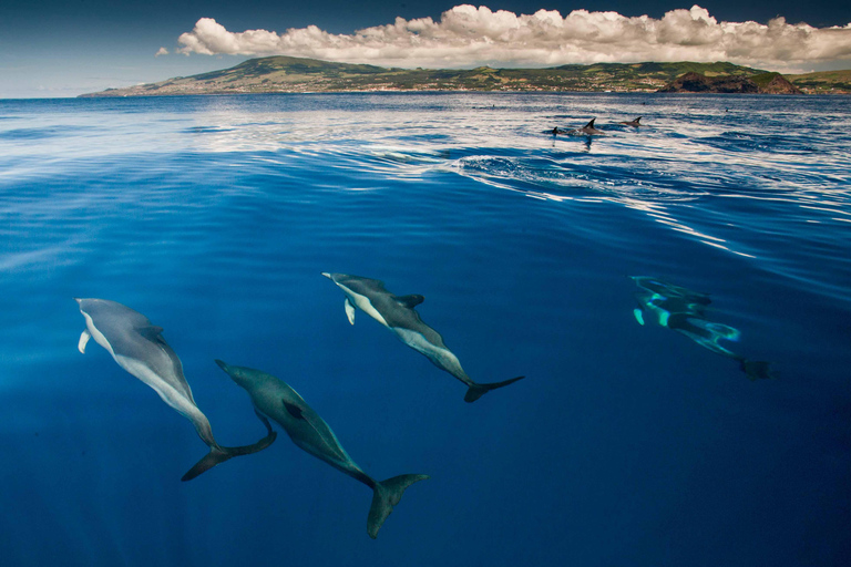 Schwimmen mit Delfinen auf der Insel Terceira