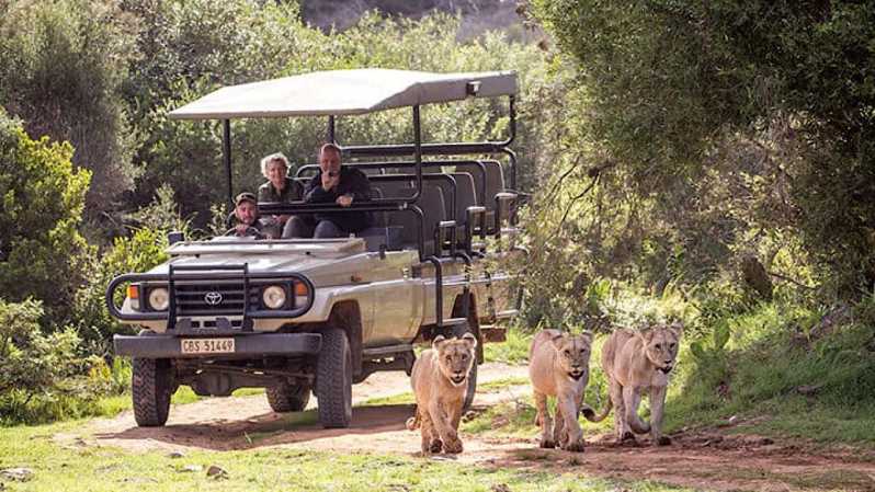 2 Day Small Group Cape Town: Garden Route Big 5 Safari Tour