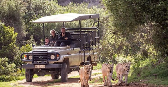 2 Tage Kleingruppentour Kapstadt: Garden Route Big 5 Safari Tour