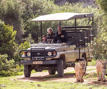 2 Day Small Group Cape Town: Garden Route Big 5 Safari Tour