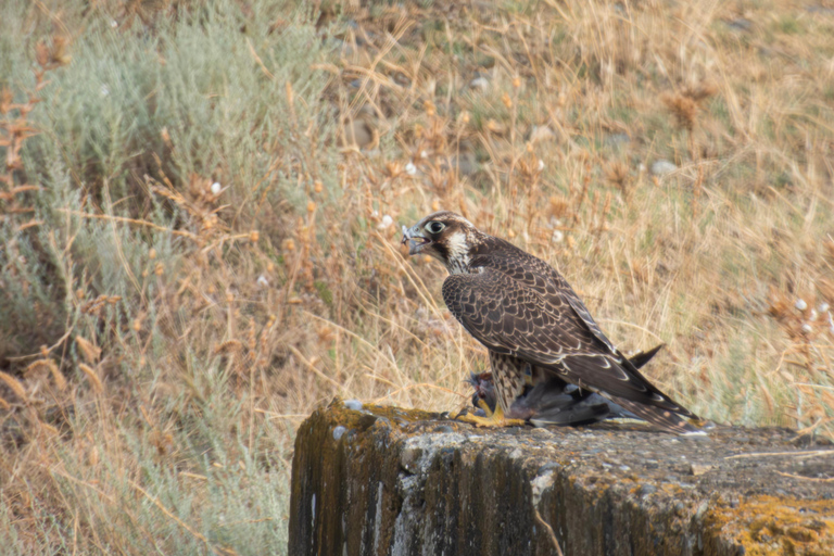 Tbilisi: Birdwatching Tour with Guide