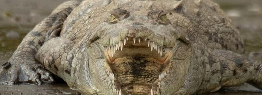 Puntarenas : excursion safari dans la faune et la rivière