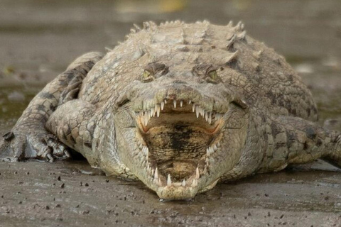 Puntarenas: Ausflug in die Tierwelt und FlusssafariPuntarenas: Ausflug mit Wildtieren und Flusssafari