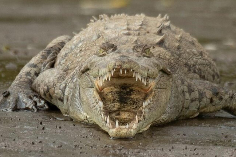 Puntarenas : excursion safari dans la faune et la rivièrePuntarenas : Excursion safari dans la nature et sur le fleuve