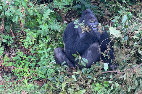 3-Day Congo (DRC) Lowland Gorilla Tracking from Rwanda English